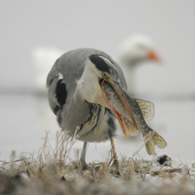 <i class='fa fa-user'></i> Aad Verkuijl | Blauwe Reiger  <i class='fa fa-eye'> 1137</i>  <i class='fa fa-thumbs-up'> 4</i>   <i class='fa fa-comment-o'> 6</i>