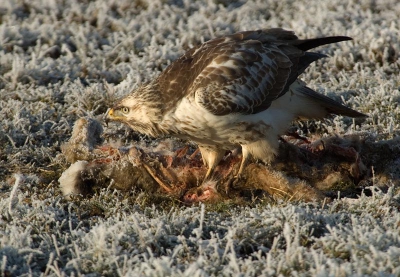 Mijn favoriete buizerd .
Mooi in het zonntje zijn prooi aan het eten.