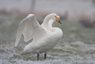 Tot mijn verrassing zat er ook een Wilde Zwaan in de polder en bovendien op geringe afstand, mooie buitenkans om deze soort te fotograferen in een aansprekende setting.
Canon EOS 40D met EF500 F4 en 1,4 TC Volledige foto.