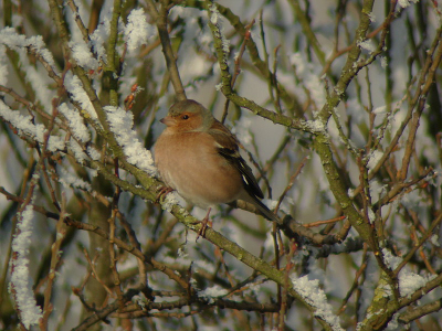 Deze vink zat in een grote groep met ook nog een keep.