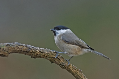De glanskop bleef niet lang zitten maar toch nog deze foto kunnen maken

www.henrybouw-natuurfotografie.nl