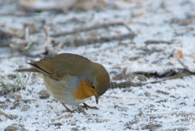 Een roodborst die in de sneeuw gaat met zijn snavel.
