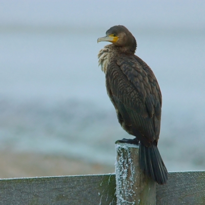 Camera,nikon d70-lens,nikon 80-400 vr,exif,300mm-1/320-f6.3-iso 400,Was erg somber weer, met een zonnetje erbij was de foto een stuk mooier geweest.