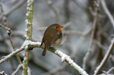Dit vogeltje wacht tot hij ergens tegen het raam kan gaan tikken. Ach de romantiek, een roodborstje in de sneeuw.