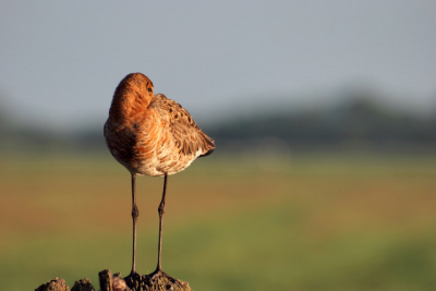 Gemaakt met Nikon D80 70-300 vr