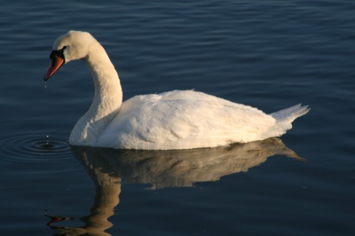 Knobbelzwaan in het water.