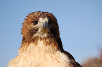 Opname tijdens de Valkeniers jacht. De buizerd is ingezet voor de jacht op konijnen. In samenwerking met een duitse draadhaar jachthond