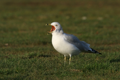 Ik heb de tip van dhr. Teune opgevolgd. Deze foto is verkleind met irfan view, volgens mij daardoor ook een stuk scherper dan de foto van gisteren.