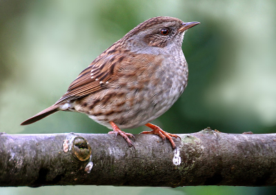 De Heggenmus in de appelboom in eigen tuin.
