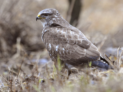 Mijn eerste plaatje op birdpix, buizerd in een miezerbui.