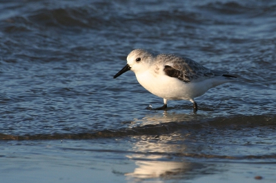 Eindelijk wilde een drieteenstrandloper dicht genoeg in de buurt komen om te fotograferen. Ik ben nog niet zo heel erg bedreven in vogelfotografie, ik vind deze wel nog iets beter dan mijn vorige foto van een eerdere keer dat ik zo'n vogel gefotografeerd heb.