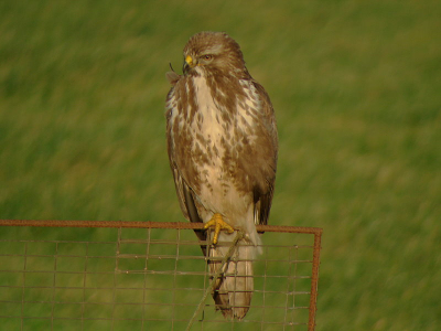 Deze buizerd voorzichtig benaderd, maar verassend genoeg kon ik behoorlijk dichtbij komen.
Meestal vliegen ze weg, maar deze bleef rustig zitten.