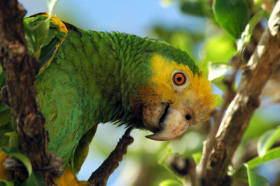 De Papiamentse naam voor deze vogel is Lora. 
Het is een zeer zeldzame vogel die hier op Bonaire gelukkig nog te bewonderen is