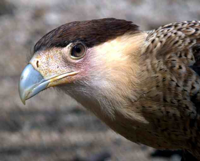 Op 2e kerstdag in het park maar liefst 7 caracara's die bezig waren met hun kerstdiner

Voor meer foto's ga naar www.bonairebirding.com