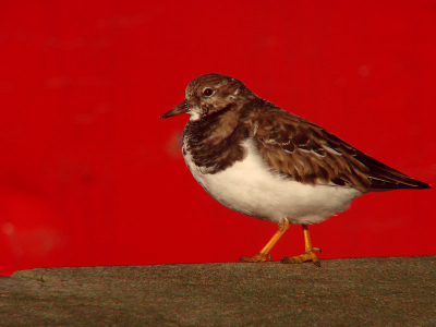 Al een hele tijd niet actief geweest in het foto's maken en dus ook niet op birdpix. Afgelopen zaterdag dus maar mijn kans gepakt toen ik met mijn broertje Wilfred en Jaco Ottevanger, Rob van de Graaf, Martijn Roos en Hendrik-Jan de Ruiter mee kon naar Scheveningen. We hebben ons daar prima vermaakt en vele mooie plaatjes gemaakt.

Ik maakte onder anderen deze foto van een steenloper, met als decor een rode sportvissersboot.