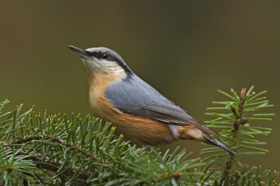 De laatste foto voor 2007, ik wil bij deze iedereen een goed vogeljaar toe wensen voor 2008