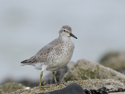 Niet veel spannends gezien de laatste dagen, op birdpix even geen kanoeten voorbij zien komen, dus voor deze gekozen.