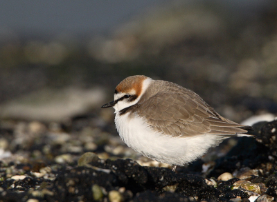 De bij iedereen bekende Strandplevier van de Brouwersdam was ook vandaag weer op zijn vaste plek te vinden. Door de vele wandelaars kostte het veel moeite om 'm te ontdekken maar toen dat eindelijk gelukt was heb ik 'm heel rustig benaderd en hij bleef nog zitten ook. Tot mijn grote vreugde kwam de zon ook nog even mooi tevoorschijn!