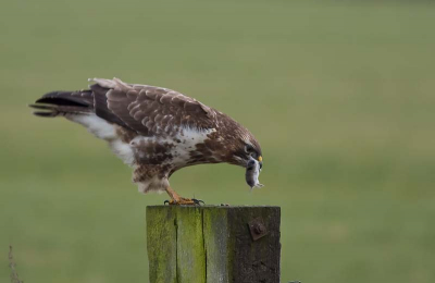 Deze bleef even langer zitten.

300 is F4 x1,4 extender  1/100 f5,6  iso 200