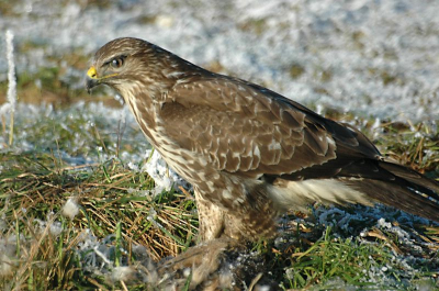 Mijn eerste foto voor Birdpix. Buizerd had een haas te pakken en was daarom bereid terug te komen naar deze koude dis