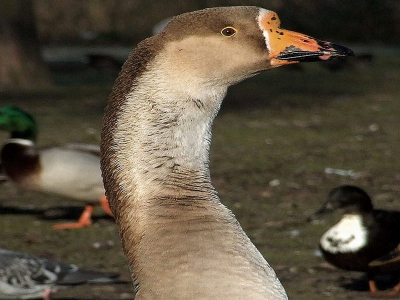 Hij (of zij) zat er zo mooi en parmantig voor.
Genomen bij de Breek in Amsterdam noord.