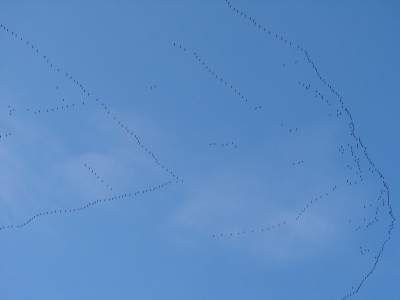 Hoe krijg je zo'n 800 vliegende ganzen op de foto... niet. De helft ging redelijk, deze foto geeft een impressie van de immens grote vlucht ganzen.