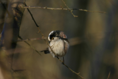 Staartmees in het Haastrechtse bos.