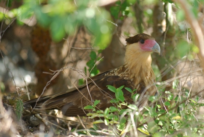 De Wara wara (lokale naam) is de grootste roofvogel van Curacao. Is voornamelijk aaseter en daarom ook veel te vinden in de buurt van de snelweg. Deze vogel zag ik verderop de bosjes in duiken. Als beginnend vogelaar was ik best wel opgetogen over zo'n mooie fotovangst.