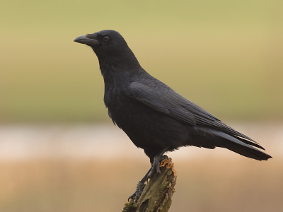 Zwarte kraaien vind ik lastig te fotograferen, ze zijn erg schuw en door het zwarte verenpak ook nog eens lastig goed gedetailleerd en doortekent af te beelden.