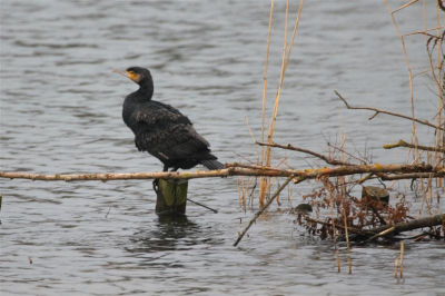 Vandaag bij het broodgeven aan de eendjes in de vijver van Schothorst, deze Aalscholver even op de foto gezet.