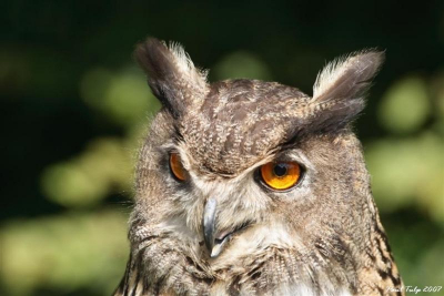 Tijdens onze zomervakantie waren we op bezoek in een wildpark in Duitsland. Daar schoot ik tijdens een prachtige vogelshow heel wat foto's. Zo ook deze.
Meer te zien op mijn website http://ptulp.nl/2007/?page_id=132