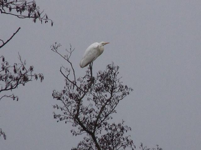 Wij zagen twee van deze reigers hoog in een boom zitten. Is het een grote zilverreiger? Op andere foto's zitten grote zilverreigers namelijk nooit zo hoog in een boom, vandaar. Verder lijkt hij er wel op.