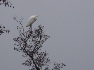 Wij zagen twee van deze reigers hoog in een boom zitten. Is het een grote zilverreiger? Op andere foto's zitten grote zilverreigers namelijk nooit zo hoog in een boom, vandaar. Verder lijkt hij er wel op. (Dit plaatje is iets beter, de foto werd al herkend door Frans De Schamphelaere)