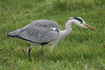 Deze Reiger stond te staren naar iets bewegends tussen het gras. Ik heb een tijdje staan wachten, maar helaas geen vangst gezien.