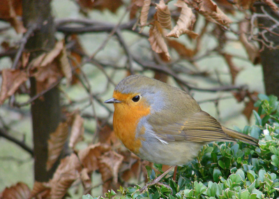 gefotografeerd in eigen tuin