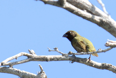 Achter Landhuis "Dokterstuin' zag ik deze Mofi (is lokale naam) Volgens mij staat dit vogeltje ook op n van de nationale geldbiljetten.