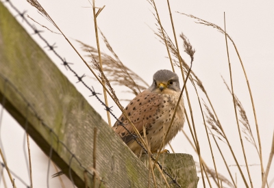 Vanmorgen bij Ezumakeeg zat deze Torenvalk op dit hek. Een standaard situatie, zo zie je ze vaak. Ik kon een paar fotos maken voordat hij wegvloog. Richting het uitkijkheuveltje.
Canon Mark III, EF 600mm f/4.0,  f/7.1, 1/400sec, 0 stop, ISO 400. Vanuit de auto op rijst zak.