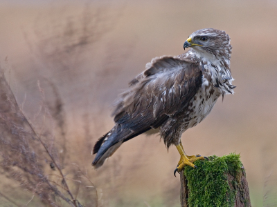 Erg bewolkt,veel wind regen vanmorgen, maar toch de buizerd nog even gezien. Weinig licht, daarom 800 iso, diafragma 5,6 en 1/4 sec sluitertijd. Kwam na anderhalf uur nog een kijkje nemen, toen was het lichter, maar helaas kwam ze dit keer niet mooi voor de lens zitten.