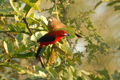 Deze vogel kwam tijdens de avondschemering uit de jungle vliegen, en ging zitten in het struikgewas. Even later kwam er een tweede bij. Weet iemand wat dit is?