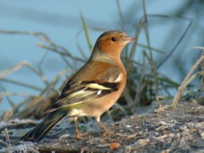 het jaar rustig begonnen, tevens m'n 1ste foto op birdpix.