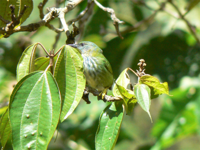 Female