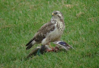 Deze buizerd had deze wilde eend te pakken en voelde zich eigenlijk gestoord door mijn aanwezigheid, maar bleef toch even zitten voor een serie foto's.