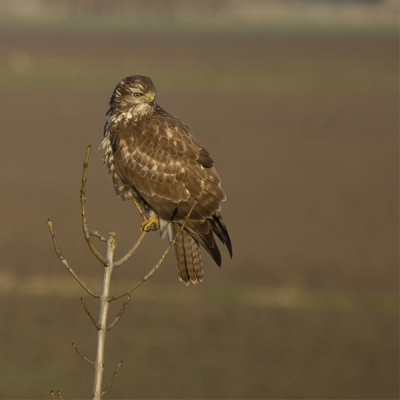 Een buizerd zoekende vanaf deze tak naar een prooi!