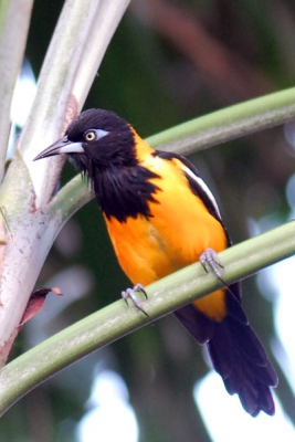 Brutale rakkers, sommige van deze vogelsoort. Niets van het ontbijtbijtbuffet was veilig voor deze 'alleseters'. In de 'vrije natuur' waren ze vreemd genoeg een stuk schuwer. Toch gelukt om een leuk plaatje te schieten.