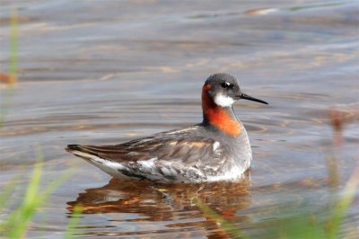 The Red-necked Phalarope is a widespread species in Iceland. I met this female bird in breeding plumage on a small pond in the ingvellir National Park in Suurland.
(Comments can be given in Dutch.)