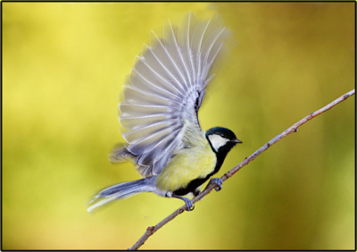 Eeen foto van een doodgewone soort, maar dan wel een vogeltje wat razendsnel is. Toch moeilijk om vast te leggen, Met een sluitertijd van 1/250 en flits toch de snelheid er in kunnen brengen