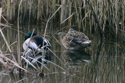 het was niet druk in de OVP, dus dit stelletje zat rustig te slapen, hoewel meneer mij toch met n oog in de gaten hield.
Eos 300D, f4/300 + 1.4x, f8, 1/50, -2/3, ISO200, eenpoot