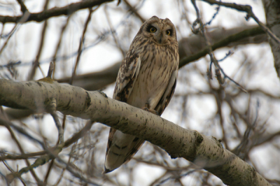 Schitterend om zo'n zeldzame vogel van zo dichtbij te mogen bekijken en fotograferen