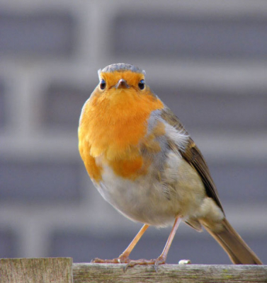 Bezoekje aan onze tuin om van de vetbol te snoepen en een flink insekt tussen de schutting vandaan te halen.