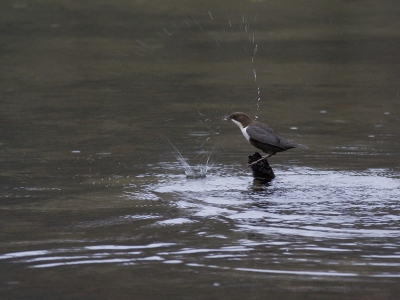 technisch niet de mooiste foto, maar ik vind het moment erg leuk, het water wat zo mooi rondspat.
Door hoge iso (800), slechte weersomstandigheden en afstand is de foto kwalitatief minder.